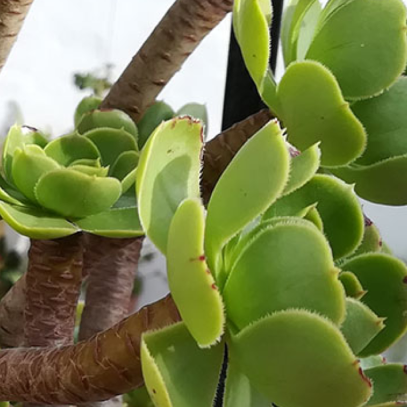 Gardening offer
