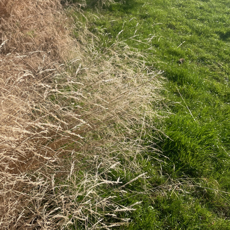 Højt græs, græstørv, biodiversitet