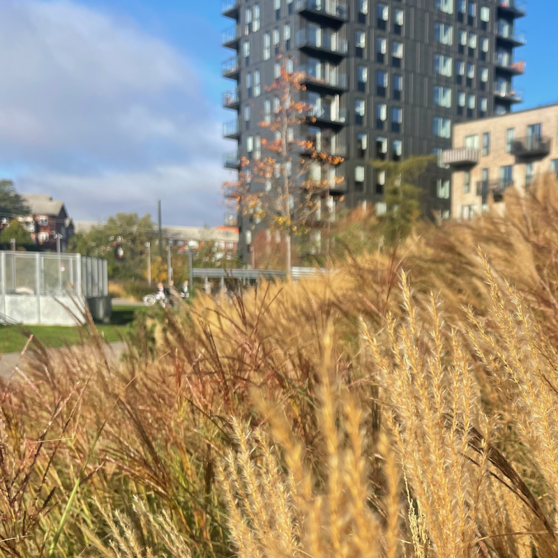 Højt græs, græstørv, biodiversitet