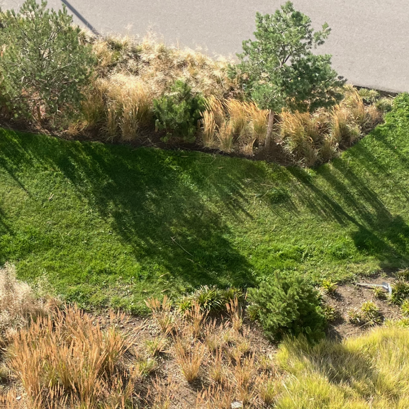 Højt græs, græstørv, biodiversitet