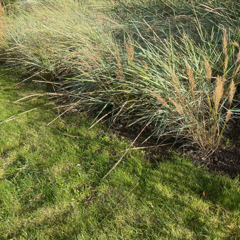 Højt græs, græstørv, biodiversitet