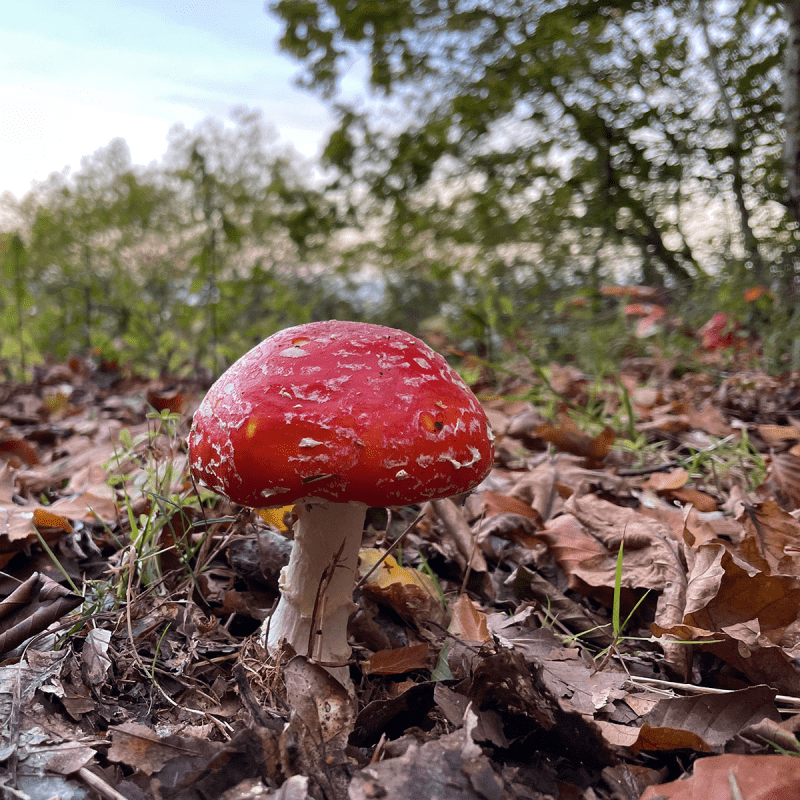 biodiversitet